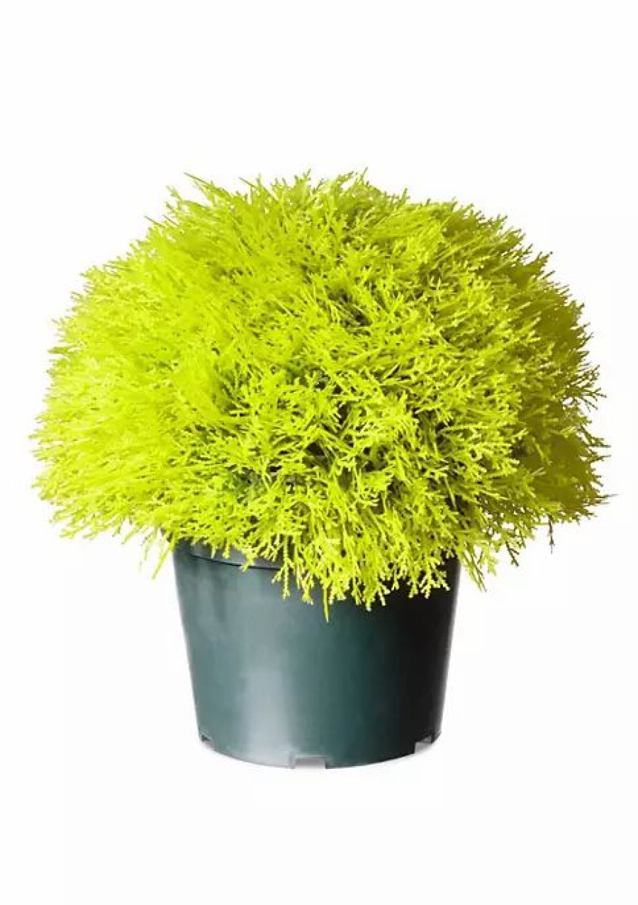 Home * | Discount National Tree 15 Golden And Black Potted Artificial Juniper Bush Yellow