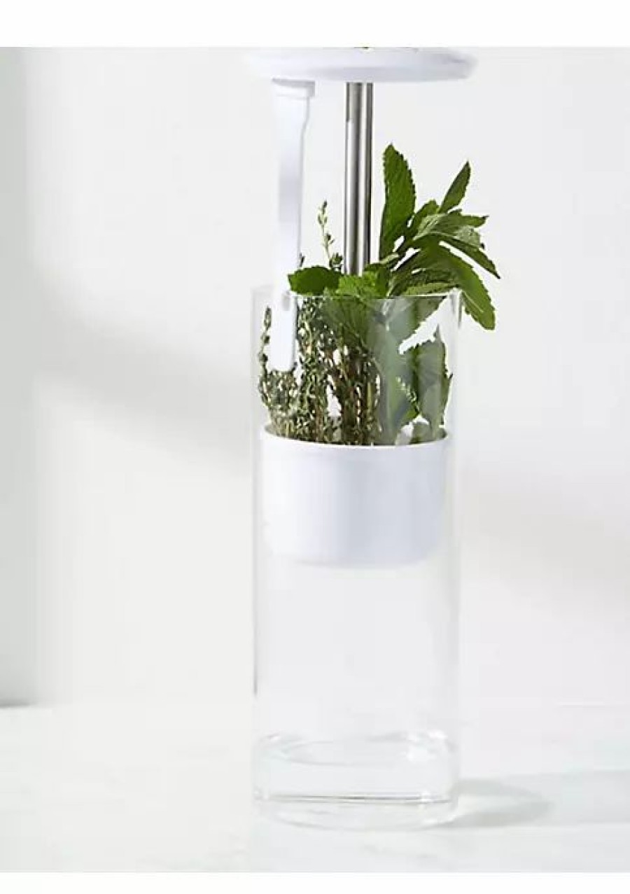 Home * | Discount Lexi Home Tempered Glass Herb Keeper With Ventilated Lid White